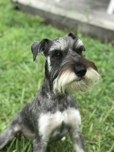 Looking for a female Schnauzer  Listing Image