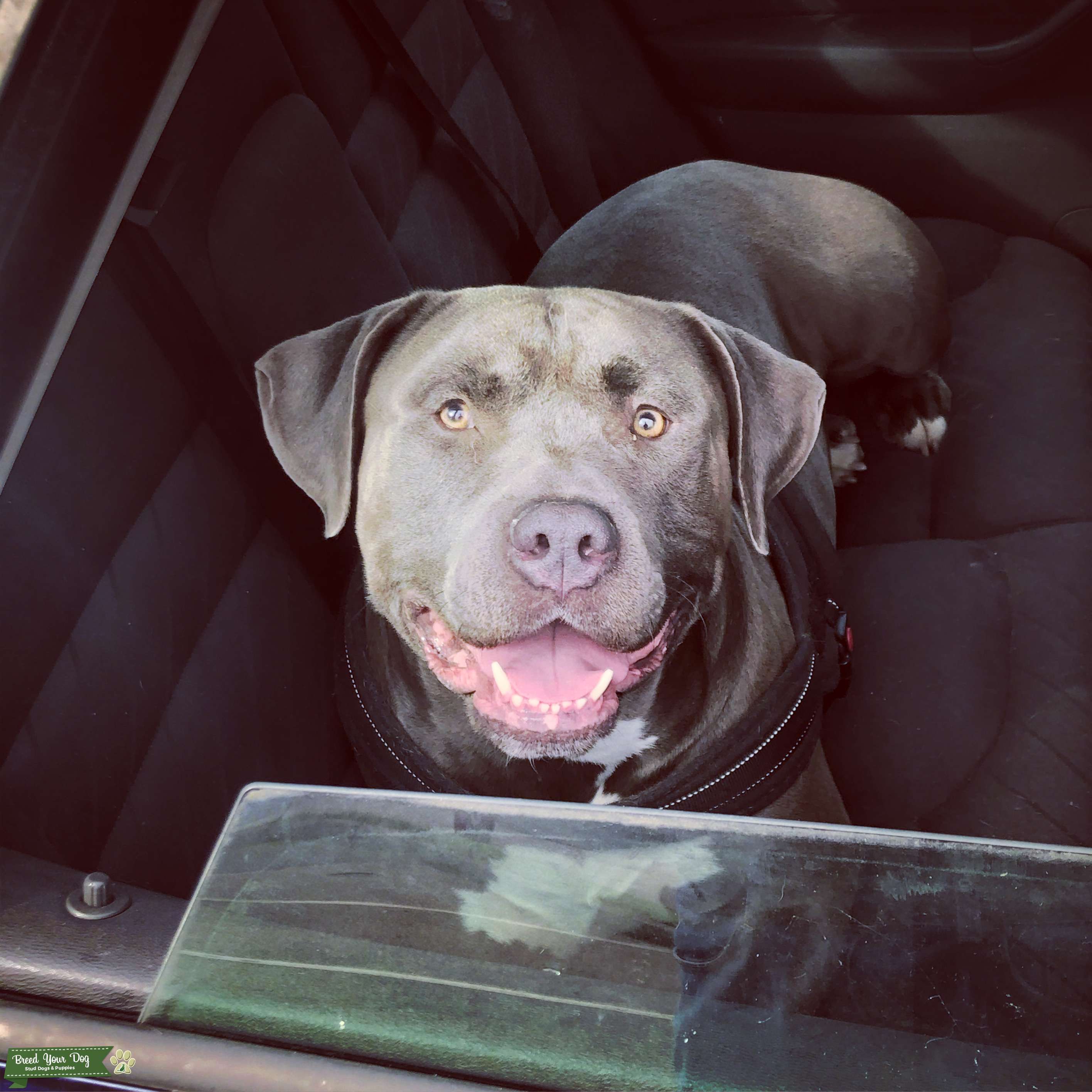 registered american bully