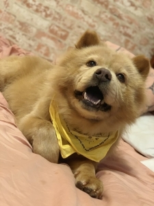 Cream Chow Chow Listing Image