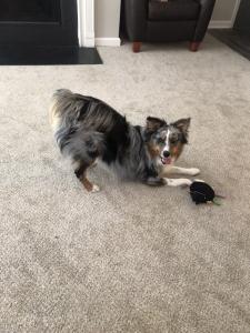 Male Australian Shepherd/Blue Merle Stud Listing Image