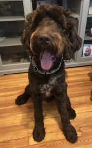 Handsome boy looking for a mate! Listing Image