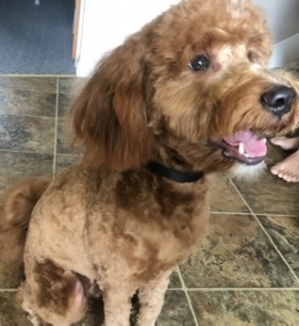 Mini Goldendoodle  Listing Image