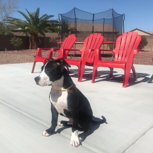 Royal The Staffy Listing Image