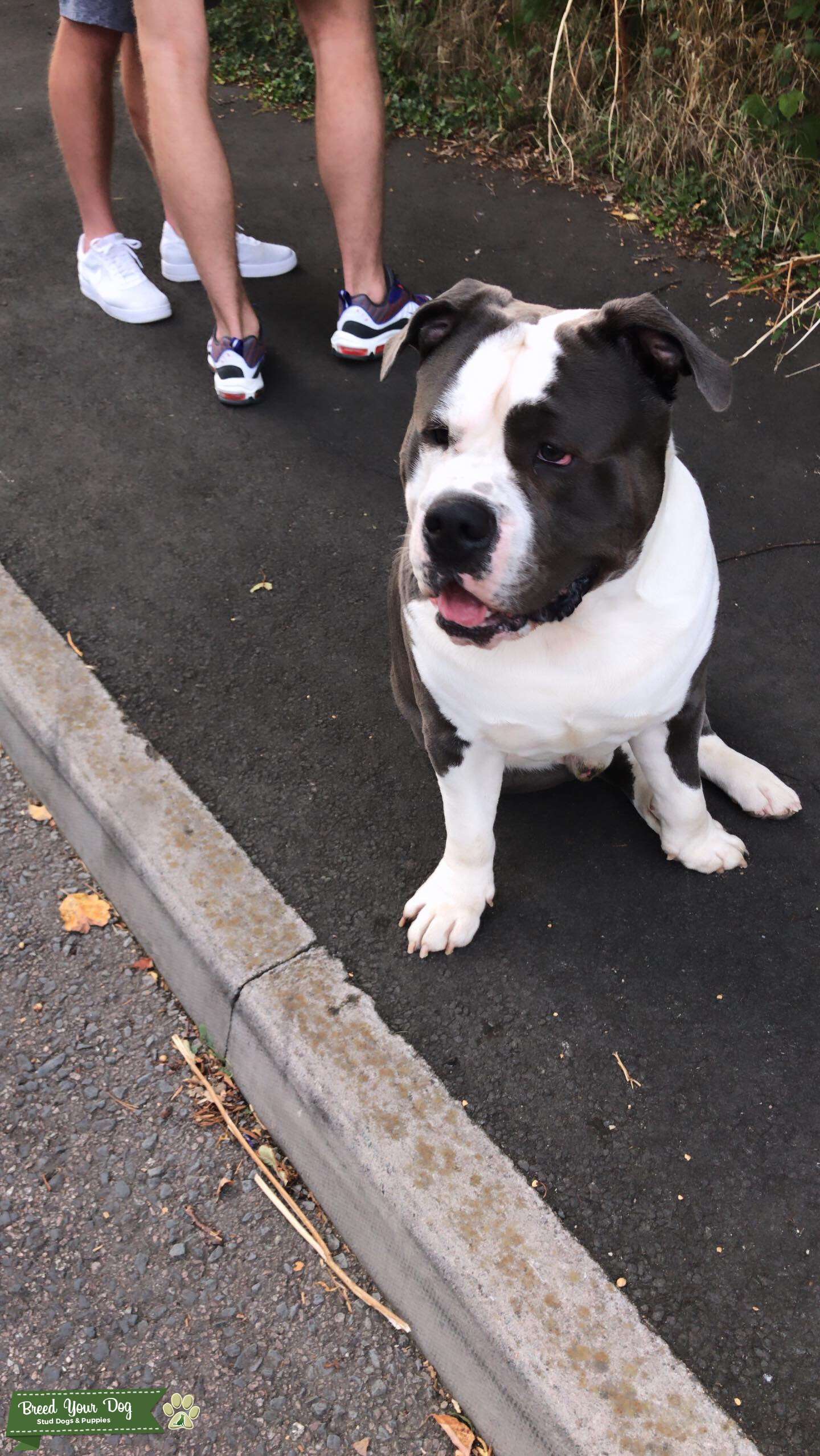 Beautiful stud available Stud Dog London Breed Your Dog