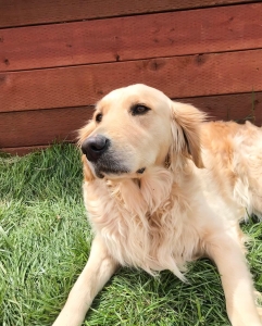Golden Retriever  Listing Image