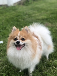 Pom for Stud Listing Image