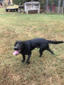 1 year old labrador stud Listing Image