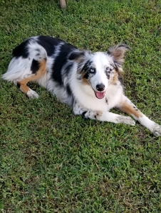 Beautiful Blue Eyed Merle Mini Aussie Listing Image