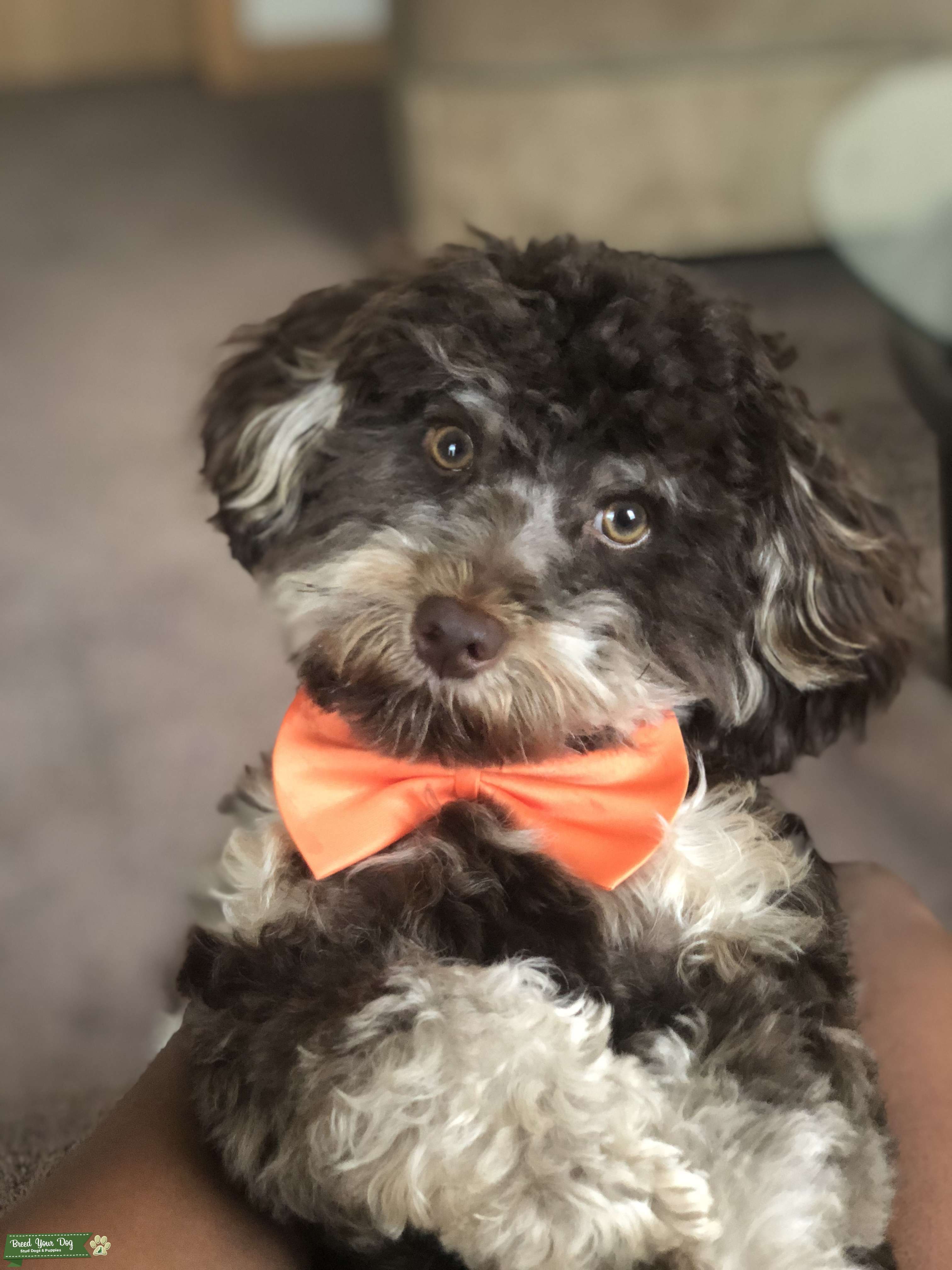 Looking for female yorkie poddle or mixed Stud Dog in IL, the United