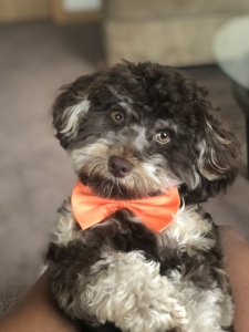 Looking for female yorkie poddle or mixed Listing Image
