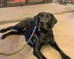 Pure Bred Black Labrador Retriever Stud $800.00 Listing Image