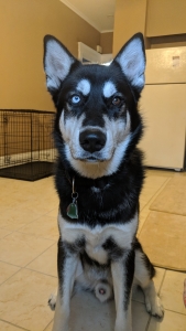 Male Malamute Mix Listing Image