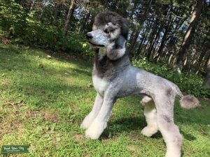 Phantom standard poodle  Listing Image