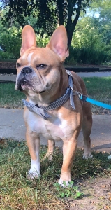 Tan French Bulldog Listing Image