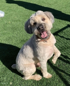 Soft Coated Wheaten Terrier  Listing Image