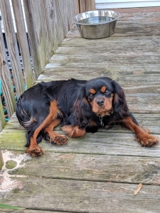 Black and Tan Cavalier King Charles Spaniel Listing Image