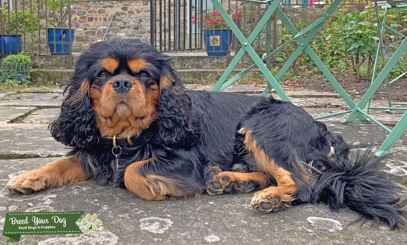 Stud dog services Healthtested Black & Tan Cavalier Boy Stud Dog in