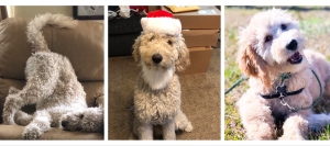 For Stud: Health tested / Canine Good Citizen Goldendoodle Listing Image