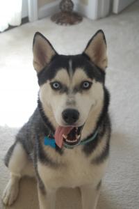 Beautiful Male Husky Listing Image