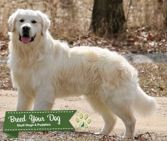 English Golden Retriever Stud Dog in Maple Grove, the United States