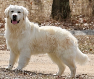 English Golden Retriever  Listing Image
