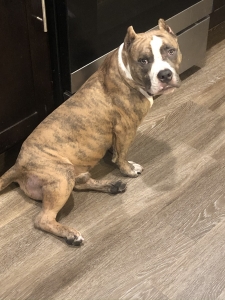 Pocket American Bully For Stud  Listing Image