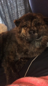 Chow chow  Listing Image
