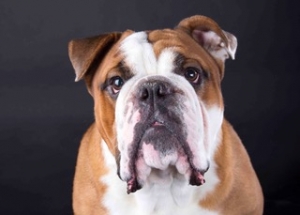 2 yr old Stud looking for female Listing Image