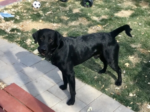 Black Lab Stud Listing Image