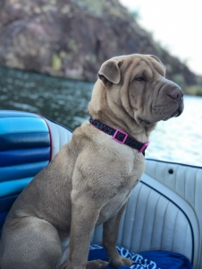Looking for stud Listing Image