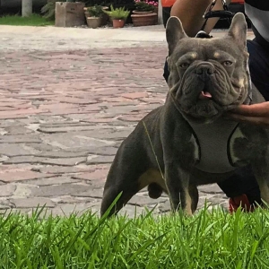 French Bulldog Stud Listing Image