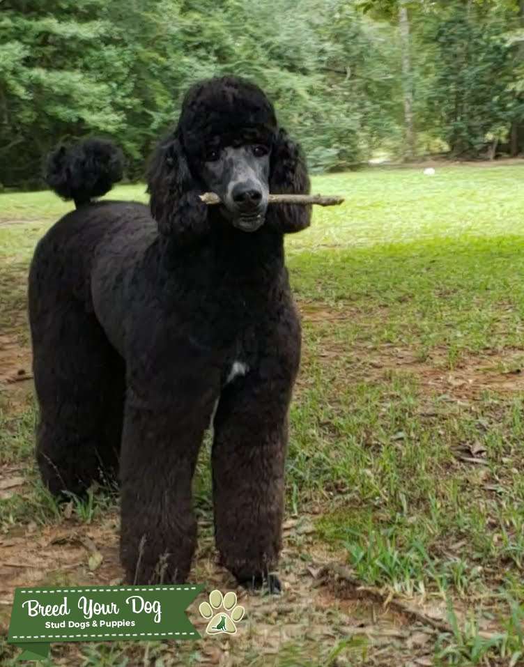 Standard Poodle Stud Stud Dog in Louisiana, United States Breed