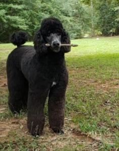 Standard Poodle Stud Listing Image
