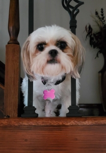 Shih tzu want to mate Listing Image