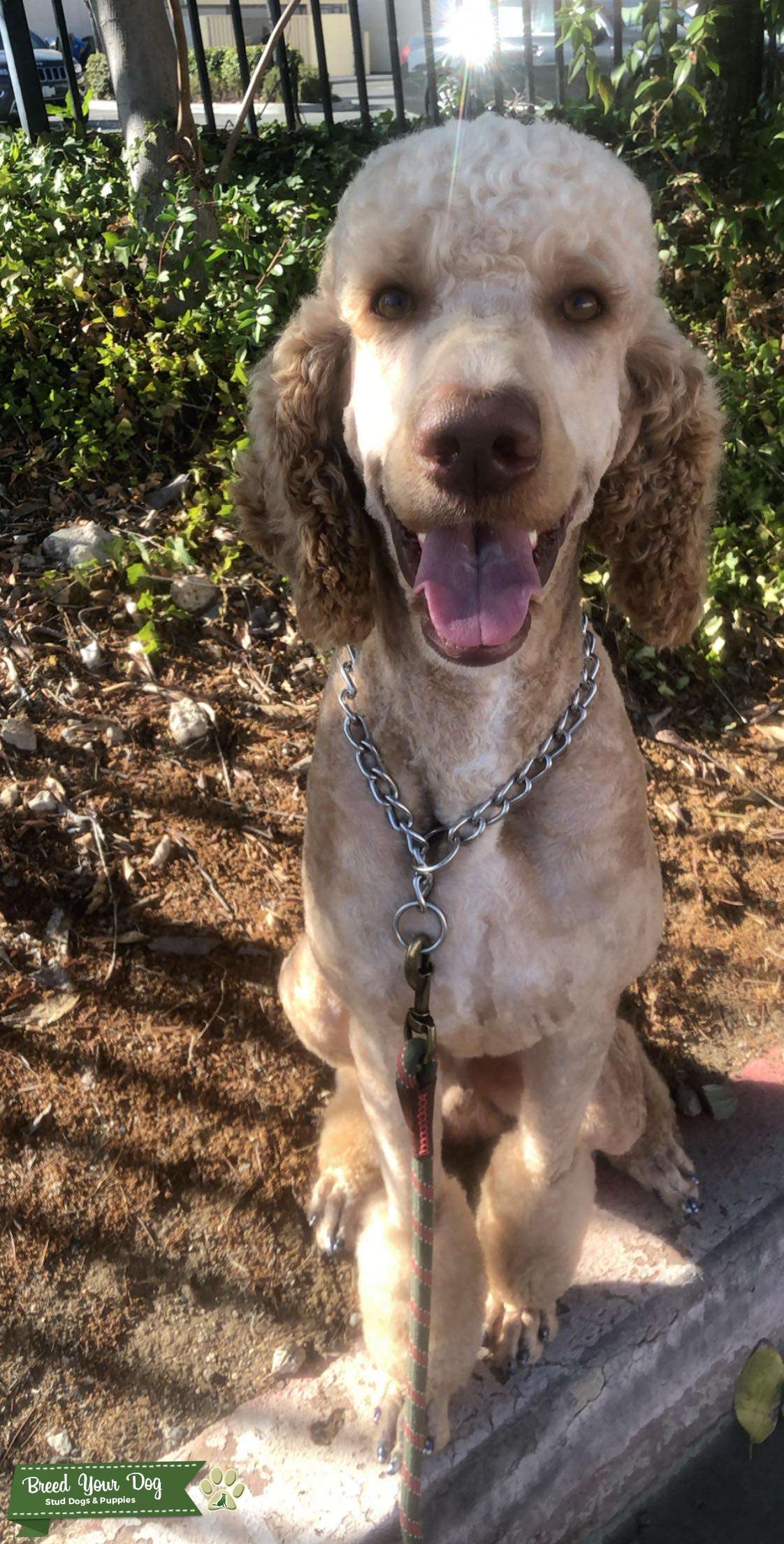 Apricot and white Standard for stud Stud Dog in California, United