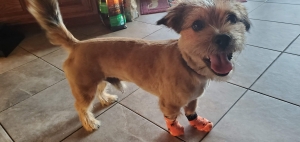 Tan Cocker Spaniels & Border Terrier Mix Listing Image