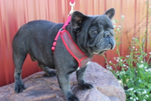 AKC French Bulldog  Stud Service available Listing Image