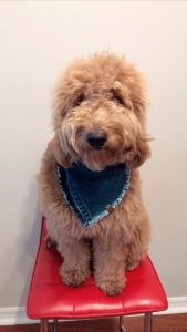 1st Gen Miniature Goldendoodle Listing Image