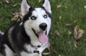 Purebred Siberian Husky Stud Listing Image