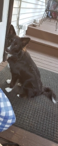 Smart pure breed border collie Listing Image