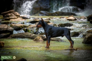 vWD, DCM1 AND DCM ALL CLEAR, Black European Male World Champion Lines - Direct import Listing Image