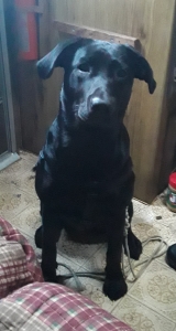 Beautiful Sweetie looking for a stud Listing Image
