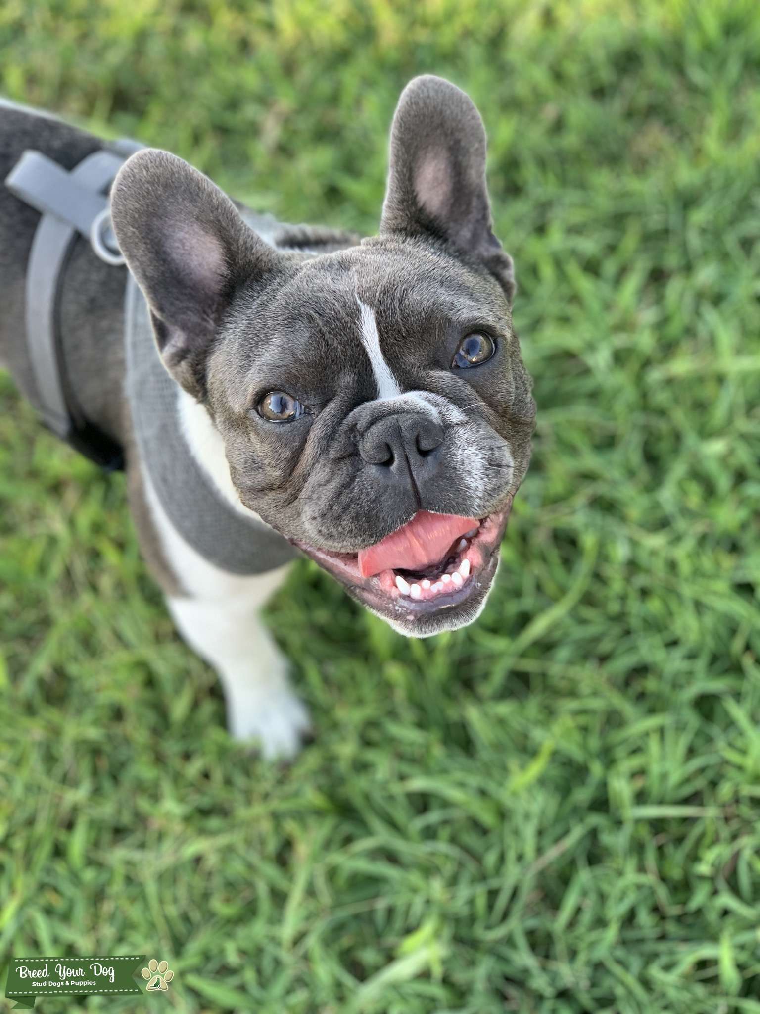 Stud Dog - Blue and White French Bulldog - Breed Your Dog