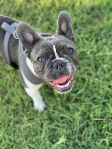 Blue and White French Bulldog Listing Image