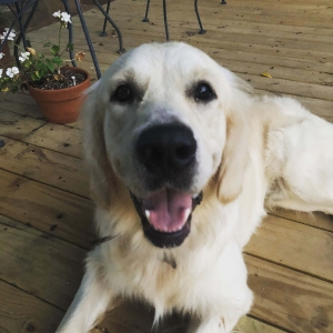 Gorgeous Golden Retriever Listing Image
