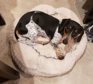 Beautiful black & tan piebald looking to breed! Listing Image