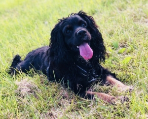 Cocker spaniel Listing Image