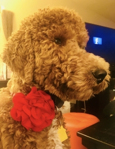 Small Red AKC Standard Poodle Female Listing Image