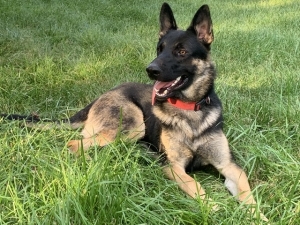 Beautiful German Shepherd Stud Listing Image