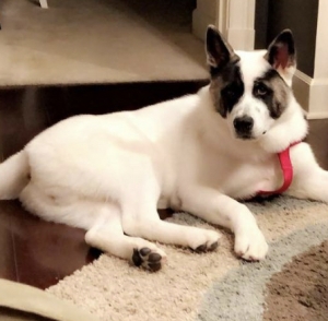 LOOKING TO BREED MY AKITA Listing Image